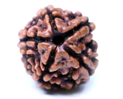 5 Mukhi